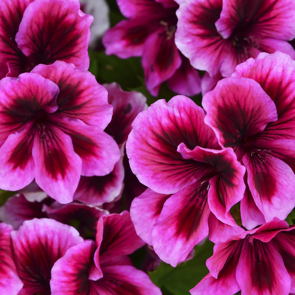 Geranium Heart Replacer Creative Formulas
