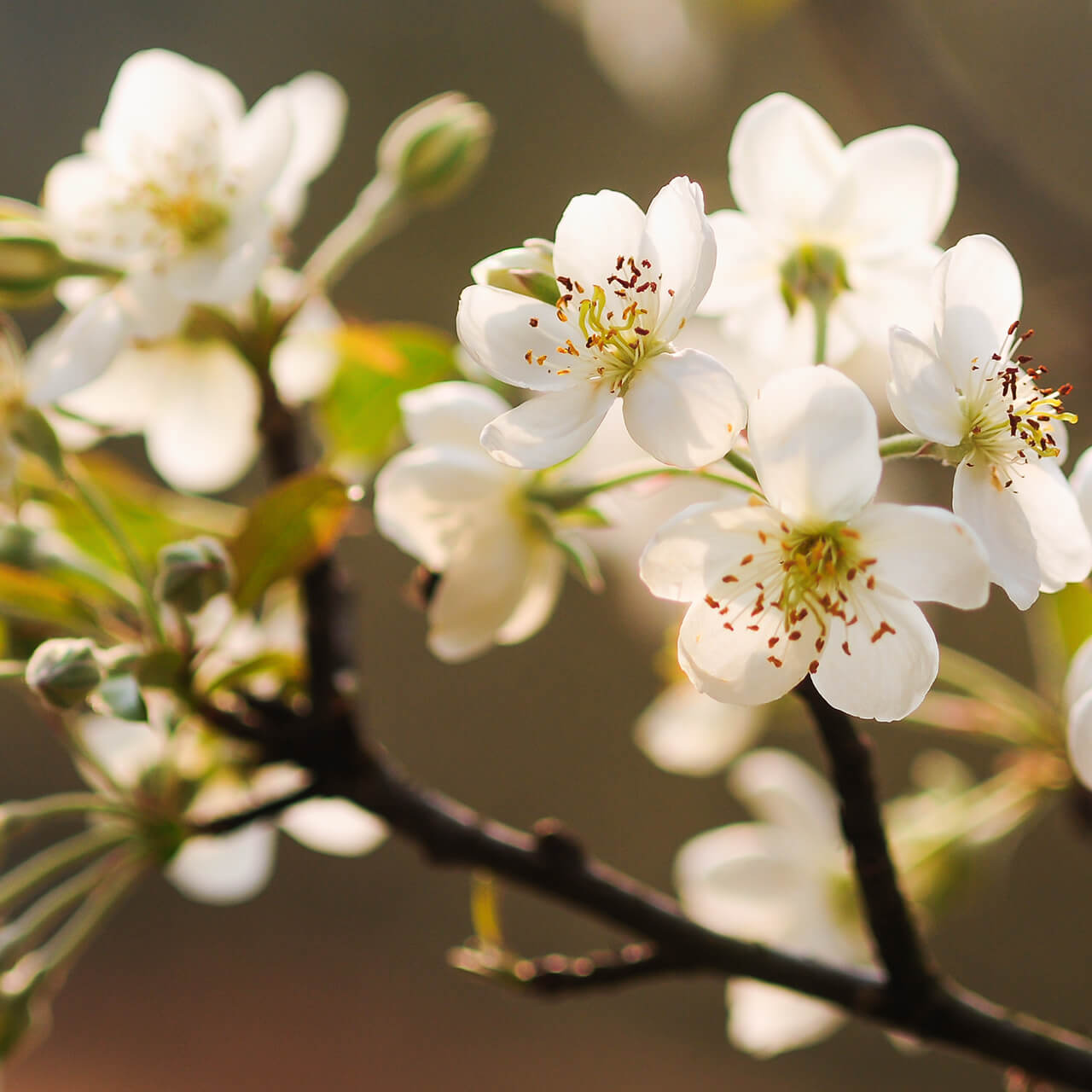 Hawthorn Blossom Accord