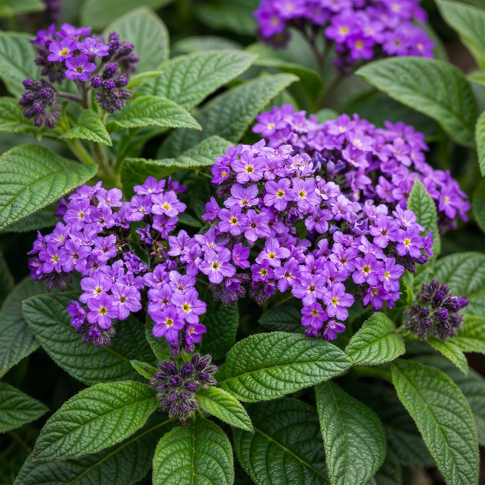 Heliotropex N Replacer