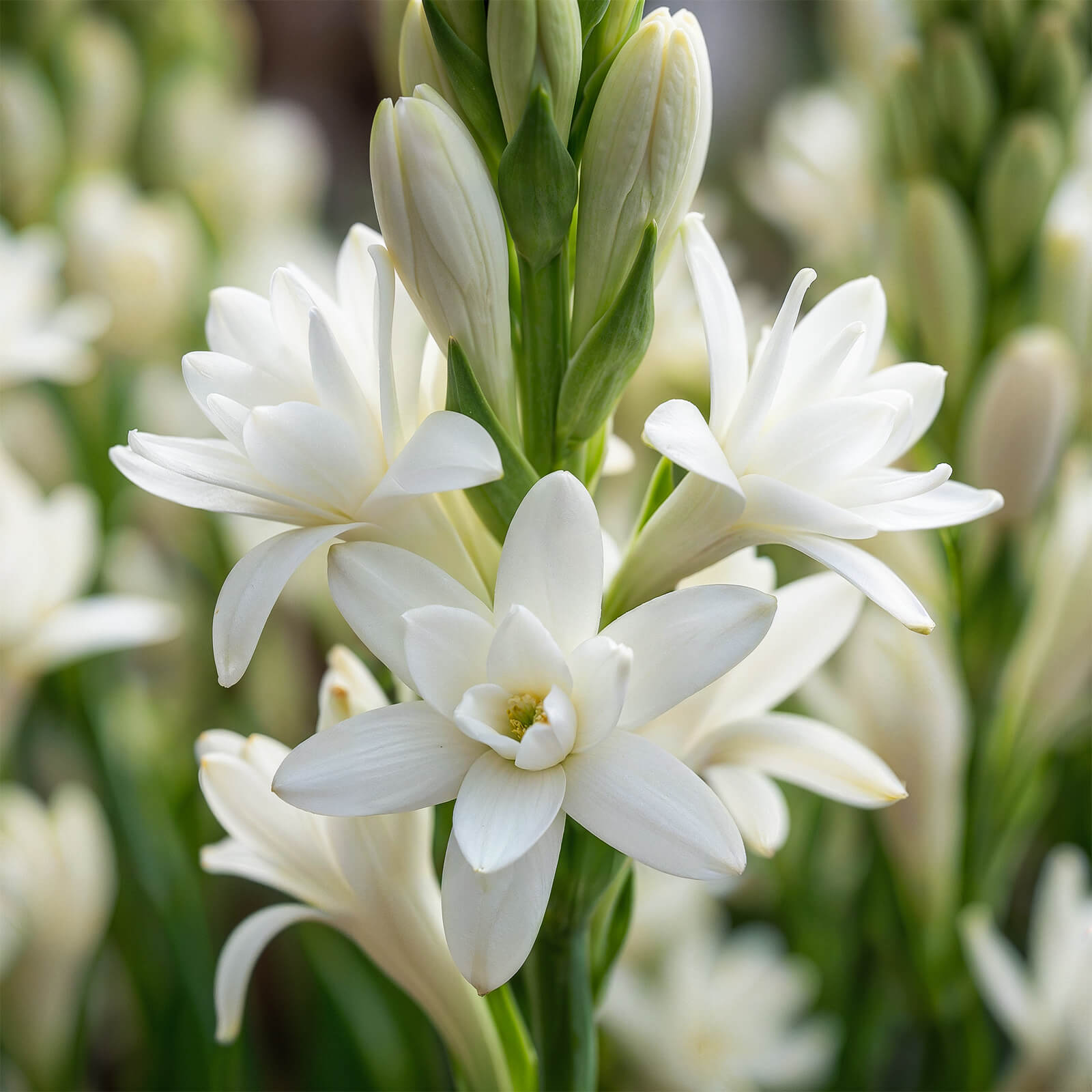 Tuberose Accord