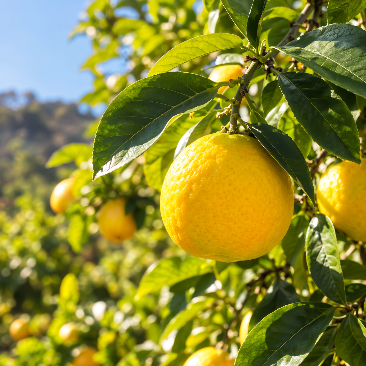 Bergamot Terpeneless Replacer